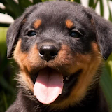 rottweiler wallpapers icon