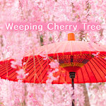 Cover Image of Download Weeping Cherry Tree +HOME  APK