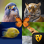 Zoology: Animal Kingdom Study