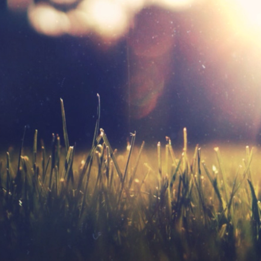 backyard wallpaper logo