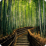 Bamboo Forest Wallpapers HD icon
