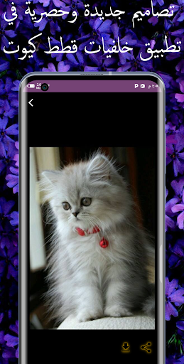 خلفيات قطط كيوت