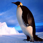 Cover Image of Download Penguins Jigsaw Puzzles  APK