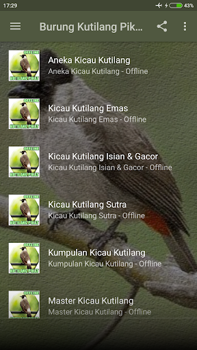 Kicau Burung Kutilang Pikat Screen 2