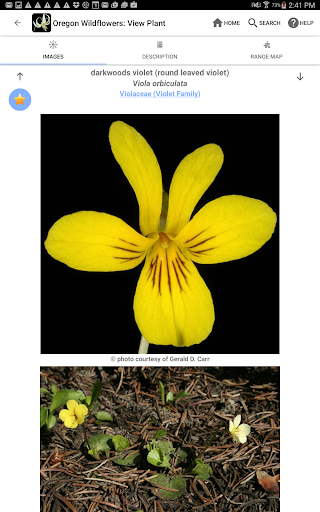 Screenshot of Oregon Wildflowers