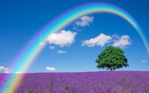 Android application Lavender Flower Wallpapers screenshort