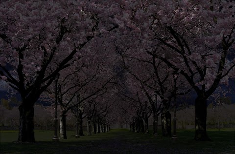 春の桜のライブ壁紙 Cherry Blossom Liveのおすすめ画像3