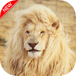 Cover Image of Download New Lion Wallpaper 1.02 APK