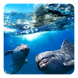 Dolphin 3D Live Wallpaper icon
