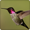 Hummingbird Call Sounds Ringtone icon