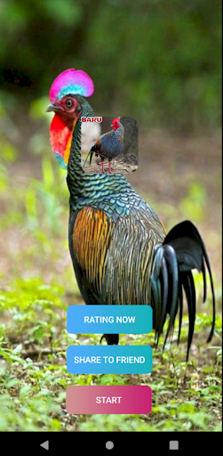 Android application Suara Pikatan Ayam Hutan Ampuh screenshort