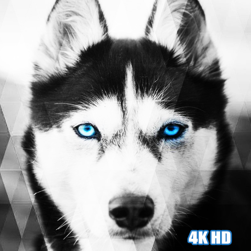 Siberian Husky Wallpapers Google Play のアプリ