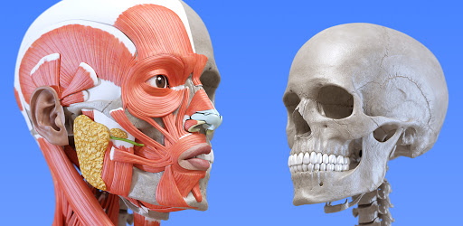 解剖学 3dアトラス Google Play のアプリ