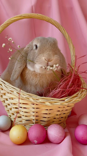 Android application easter rabbit wallpaper screenshort