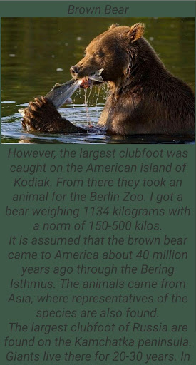 Android application Bears and their species screenshort
