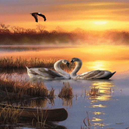 Evening Swan Love LWP  Icon