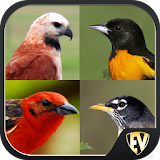 Birds Encyclopedia : Complete Reference Guide Free icon