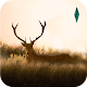 Elixir - Deer Running Game Download on Windows