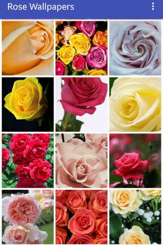 Rose Wallpapers Screen 2