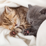 Cats and Kittens Jigsaw Puzzle icon