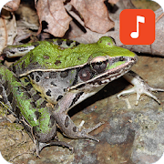 American Frog Sounds