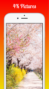 Screenshot 4 Cherry Blossom 4K Wallpapers android