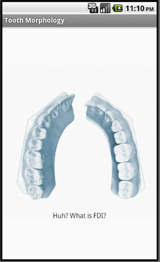 Tooth Morphology