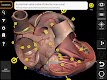 screenshot of Anatomy 3D Atlas