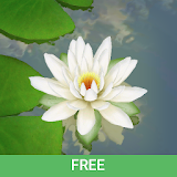 3D Lotus Pond Live Wallpaper Free icon