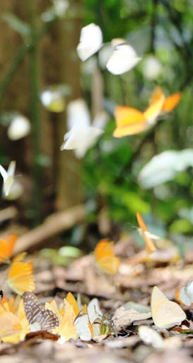 Butterfly Live Wallpaper Screen 2