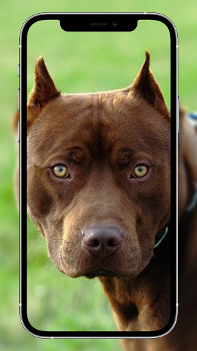 pitbull wallpaper hd ? 4k dog wallpapers