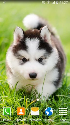 Android application Cute Puppies Live Wallpaper screenshort
