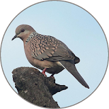 Spotted turtle dove Sounds icon