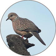 Top 8 Social Apps Like Spotted turtle dove Sounds - Best Alternatives