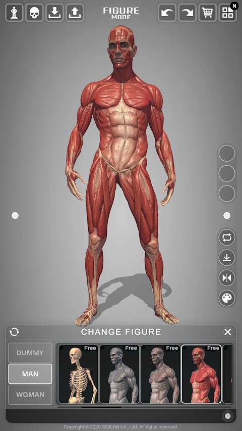 アクション解剖学 - アーティストのための解剖学ポーズアプリのおすすめ画像4