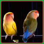 Cover Image of Unduh The Best Burung lovebird  APK