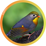 Red-billed Leiothrix Song icon