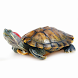 Красноухая черепаха. Уход и со - Androidアプリ
