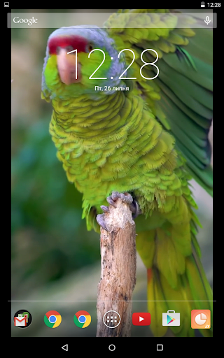 Colorful Parrot Live Wallpaper