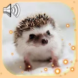 Hedgehogs Cool Live Wallpaper icon