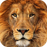 Lion Wallpapers free HD icon