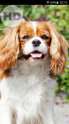 犬 壁紙 Androidアプリ Applion