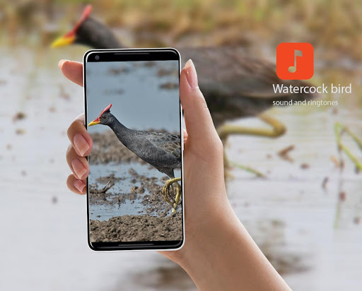 Android application Watercock bird calls screenshort
