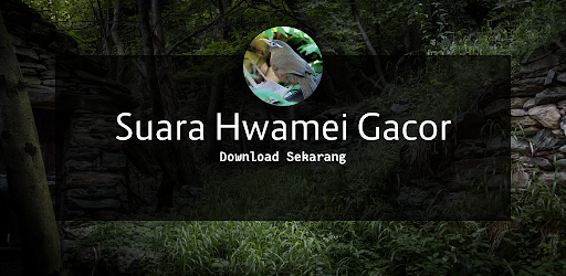 Android application Suara Hwamei Gacor HD screenshort