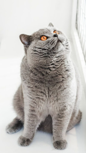 Android application British Shorthair Wallpapers screenshort