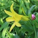 Beautiful yellow lily icon