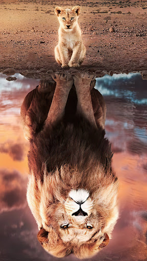 Android application Lion King Wallpaper screenshort
