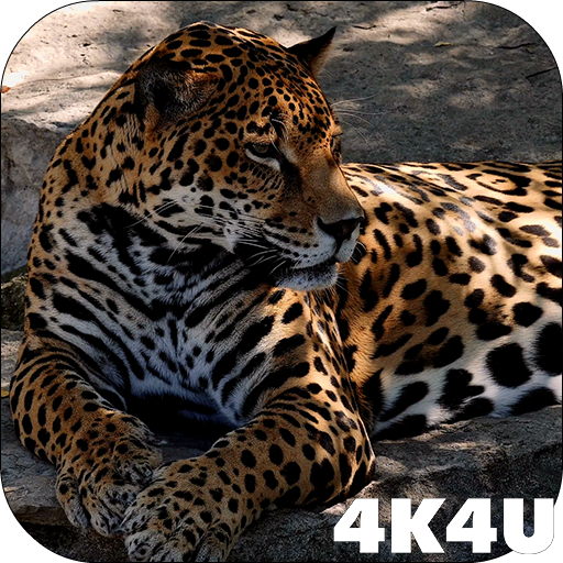 4K Jaguar Live Wallpaper 1.8 Icon