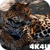 4K Jaguar Live Wallpaper