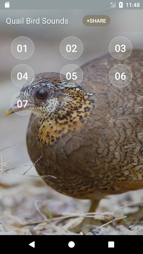 Quail Call Sounds Screenshot 2 - AppWisp.com
